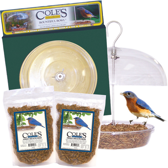 Dried Mealworms + Bountiful Bowl feeder banner
